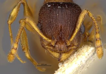 Media type: image;   Entomology 22776 Aspect: head frontal view